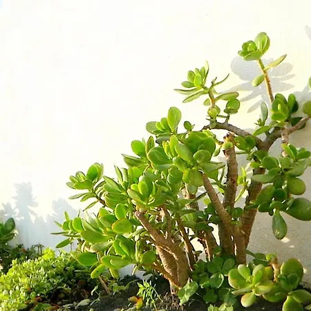 Ten2twelve 에스피뇨