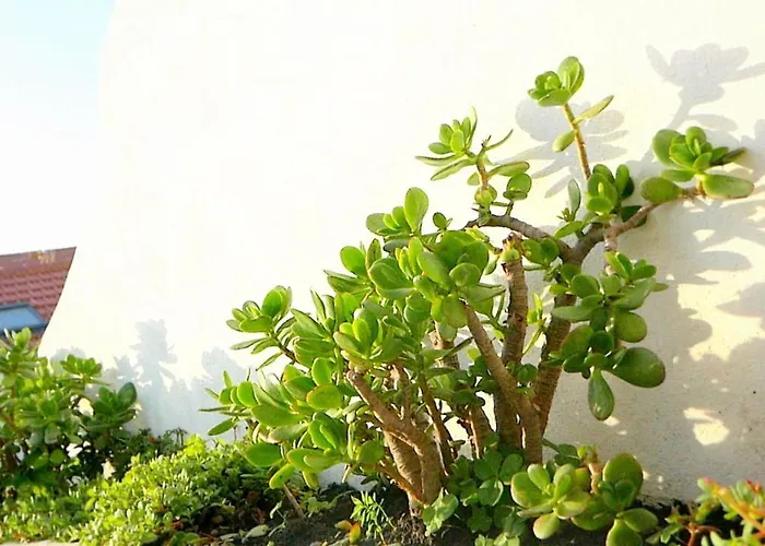 Ten2twelve エスピーニョ